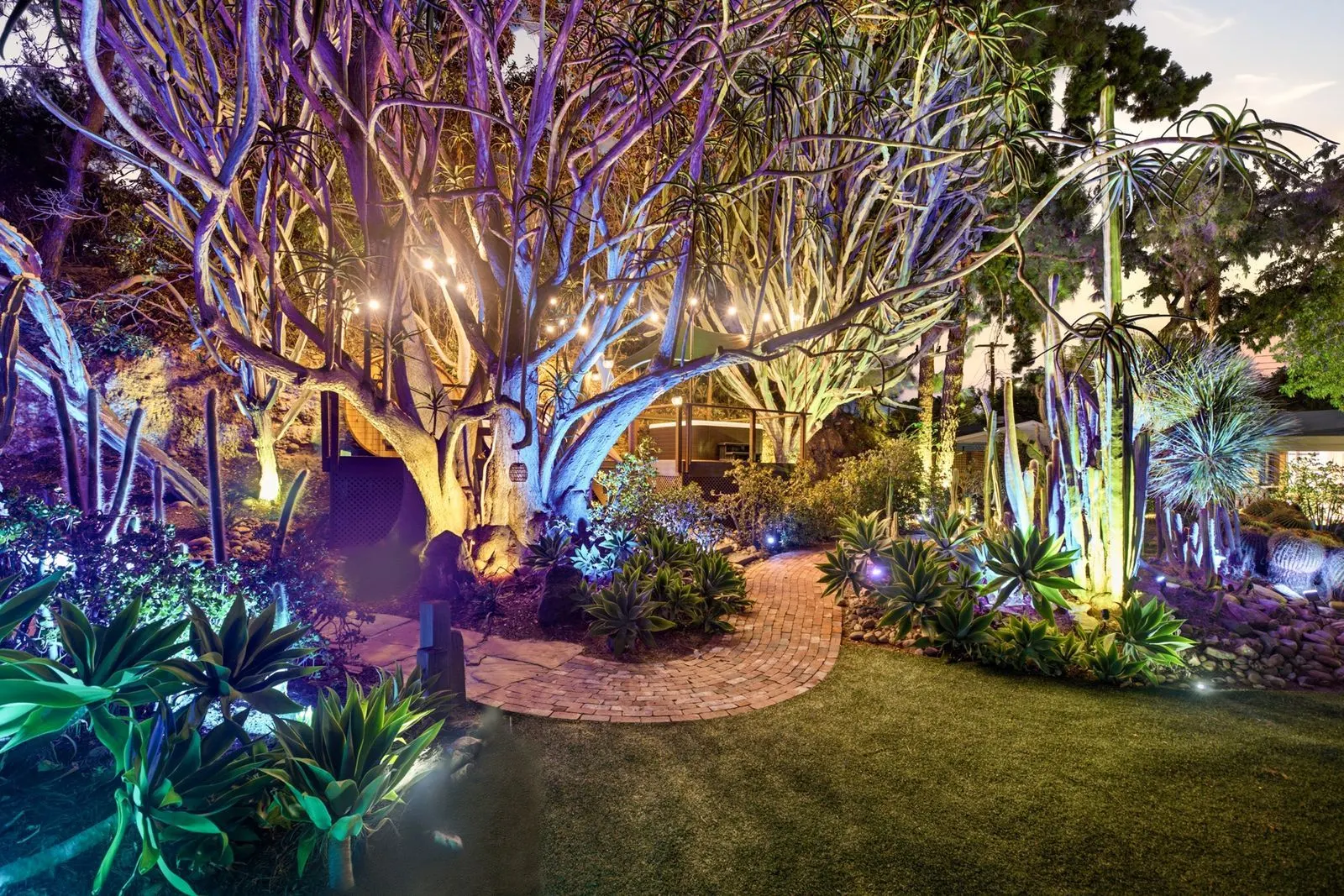 Cactus garden lit at night
